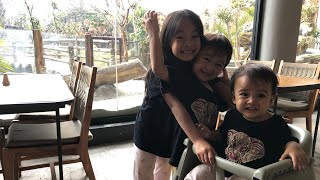Bayi Lucu Sakura Chan semangat Makan ditemani Hewan Zebra - Lama - Meerkat | Wisata Bogor