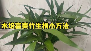 水培富贵竹小技巧，不仅生根快，两分钟就学会