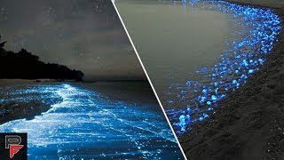 Firefly Squid Japan Sea  Hotaru ika | Mysterious Firefly Glowing Light Ocean