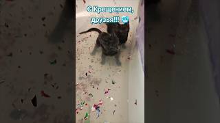 Плюш и Велюр🐈‍⬛🐈‍⬛ Нырнуть надо!🤿Тебе надо, ты и ныряй! 🌊😅🥰 #cat #милыекоты #любовь #kitten #котики