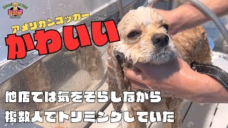 噛み犬トリミング！アメリカンコッカー！！