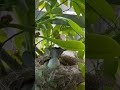 Light Vented Bulbul Laying it's on Eggs in Nest @bdwildbird