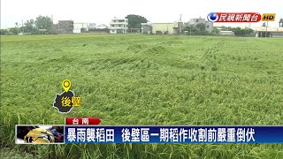 暴雨襲! 一期稻作收割前嚴重倒伏 空拍鑑災－民視新聞