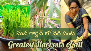 మన టెర్రస్ గార్డెన్ లో వరి పంట || Rice(paddy) harvest in terrace garden|| growing paddy in container