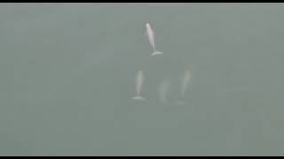 ផ្សោតឃ្លាច(Indo Pacific Humpback Dolphin) និងផ្សោតក្បាលត្រឡោក(Irrawaddy Dolphin)(2)