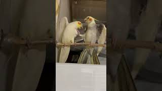 ケンカで蹴りを使う悪いオカメインコ