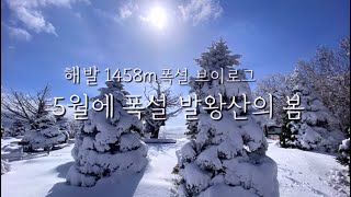 [5월,폭설]5월에 폭설이라니?용평리조트,발왕산해발1458m,