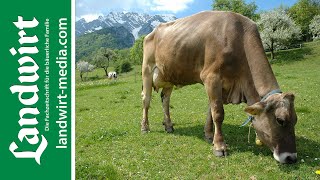 Was ist A2 Milch? | landwirt-media.com