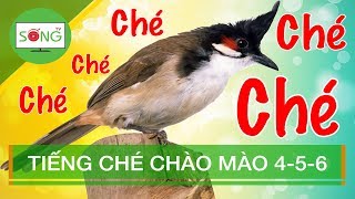 🟥Tiếng Ché Chào Mào | Sống TV