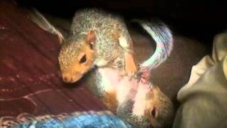 Squirrel Rumble