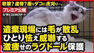 【捨て猫保護】手放した飼い主と話しました。バリカンで毛を刈られて捨てられた、痩せたラグドールを保護