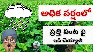 అధిక వర్షాల సమయం లో ప్రత్తి పంట పై ఇది చెయ్యాలి | Cotton Crop in Heavy Rains | మన రైతు - SnF Telugu