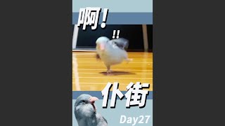 Day27 番外篇 我比別人卡拼命 仆街  ft.飛雞 太平洋鸚鵡 Pacific Parrotlet