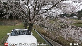 広島の風景2015春 花見「美波羅川千本桜2/2」 04.12 Scenery of Hiroshima,Spring Cherry Blossom viewing,Mihara River