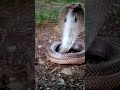 Big cobra snake🙂Shiv Tandav Stotram🙏🙏🙏 #short#video