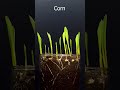 corn growing time lapse