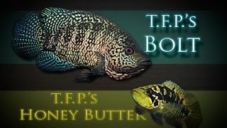 T.F.P.'s Bolt \u0026 T.F.P.'s Honey Butter defending eggs...