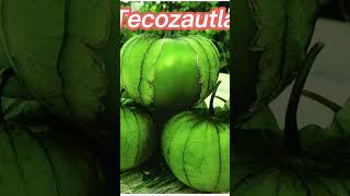 Tecozautla. Tomatillo - Tomate de Cáscara. Suprema Seeds... #agriculturasostenible #tomatillo