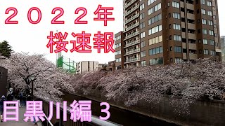 2022年桜速報 目黒川編3　CHERRY BLOSSOM AT MEGURO RIVER PART 3