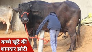 कच्चे खूंटे की शानदार झोटी, बिक्री के लिए उपलब्ध | Umang Dairy Farm (9813063717)