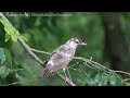 american robin partially leucistic