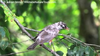 American Robin partially leucistic