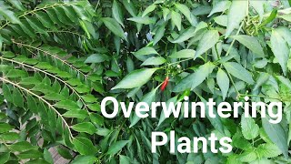 Overwintering Plants (Zone 8a)