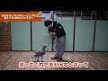 ワンちゃんがなかなかしつけやトレーニングを覚えてくれませんという方へ。犬のしつけトレーニング