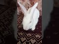 cute rabbit 🐰 🐇