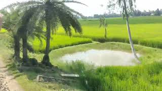 Travel -3 - ফুলবাড়ি টু জয়পুরহাট। Phulbari to Joypurhat ( Jeebon Roy \u0026 Food stand \u0026Traveler