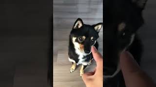 【豆柴】大福 あっち向いてホイ。犬vs飼い主。