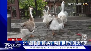 北市動物園「鵝遊行」吸睛 民眾尖叫:太可愛｜TVBS新聞@TVBSNEWS01