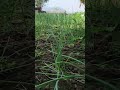 onion and garlic plantation