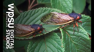 Hot Cicada Summer