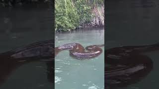 ¡Increíble Encuentro con una Anaconda!