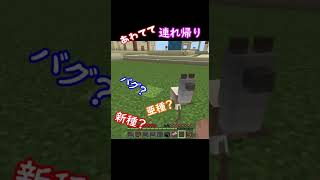 【マイクラ】新種のラマ発見！！バグ！？ #shorts