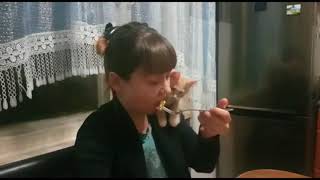 Cat beggar and food/Кот попрошайка и еда