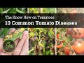 10 Common Tomato Diseases