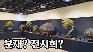 [금현분재] 분재 전시회 영상 공개 예고편!!! /분재/盆栽/Bonsai/cây cảnh