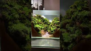 Moss  太魯閣國家公園，苔蘚寫生作品，玻璃容器￼特產