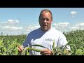 white wonder millet cover crop test plot summer 2016