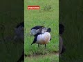 knob billed duck spotted മുഴയൻ താറാവ് africancombduck knobbilledduck combduck