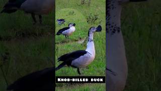 Knob-billed duck spotted|മുഴയൻ താറാവ് #africancombduck #knobbilledduck #combduck