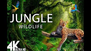 Amazon Rainforest Documentary in Urdu Hindi | amazon discoveries | amazon jungle |