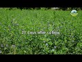 charawala lucerne grass rich protein fodder double indian farmers income