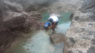 水坑里发现漂亮的生物，底下的章鱼跑得贼快，一把就擒住条三刀鱼