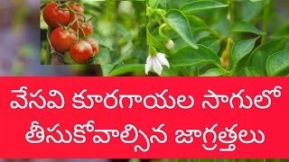 269- వేసవి కూరగాయల సాగులో తీసుకోవలసిన జాగ్రత్తలు ( Precautions to be taken in summer vegetables)