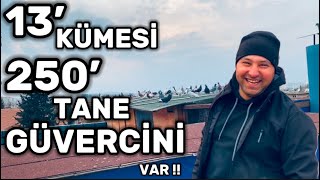 250’TANE GÜVERCİNİ VE 13’TANE KÜMESİ OLAN UĞUR KARA BABA ! EFSANE GÜVERCİNLER !