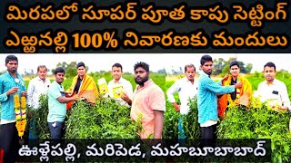 మిరపలో సూపర్ పూత కాపు సెట్టింగ్ ఎఱ్ఱనల్లి 100% నివారణకు మందులు@MB-uk4gl