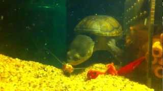 Narrow-Bridged Muskturtle eating Red swamp crayfish5